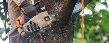 Professional Tree Removal in Milton, GA