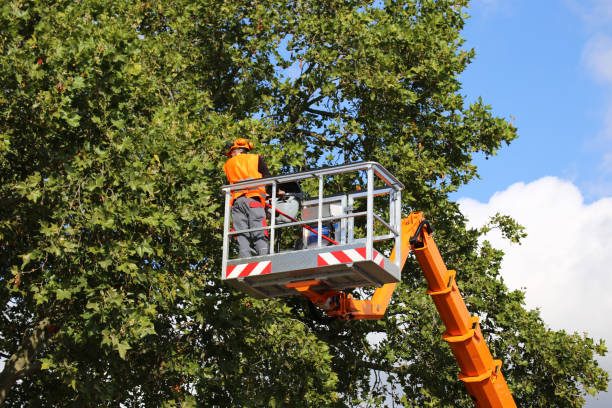 Best Tree Risk Assessment  in Milton, GA