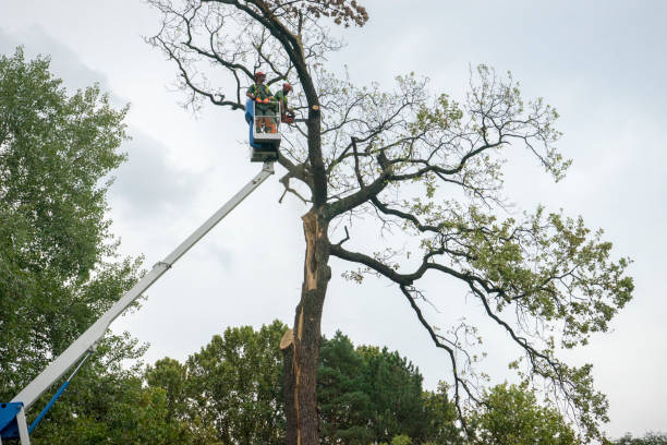  Milton, GA Tree Removal Pros