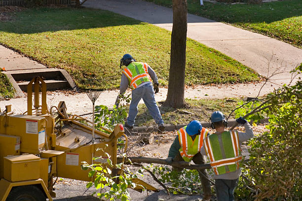 Best Root Management and Removal  in Milton, GA