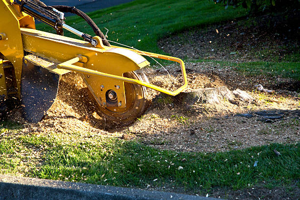 Lawn Renovation and Restoration in Milton, GA