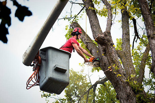 How Our Tree Care Process Works  in  Milton, GA