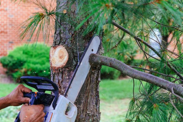 Best Tree Cabling and Bracing  in Milton, GA